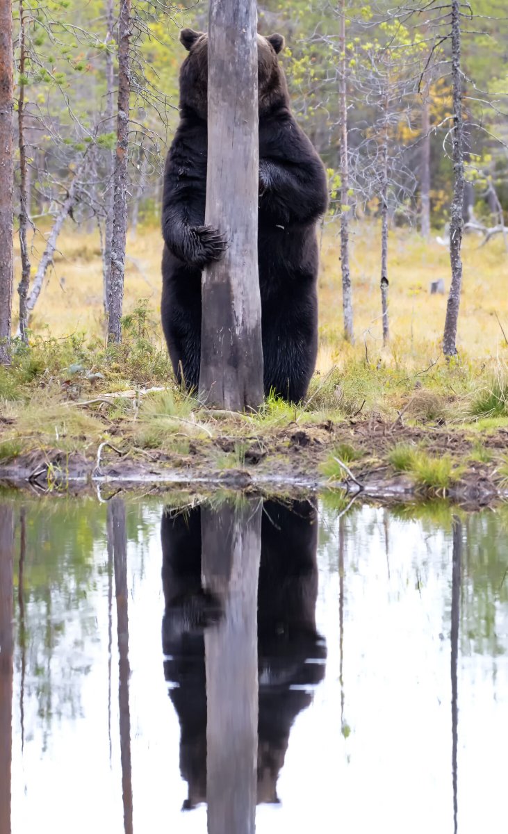 Comedy Wildlife Photography Awards 2020 Finalists Announced Comedy Wildlife Photography Awards 2020 Finalists Announced