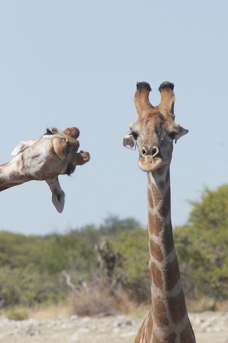 Comedy Wildlife Photography Awards 2020 Finalists Announced Comedy Wildlife Photography Awards 2020 Finalists Announced