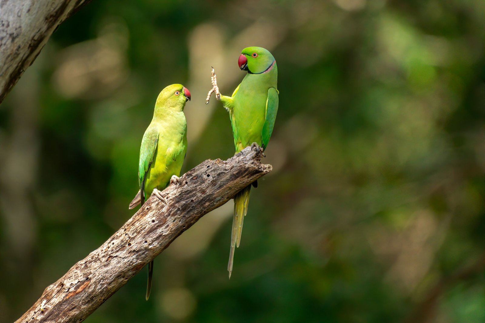Comedy Wildlife Photography Awards 2020 Finalists Announced Comedy Wildlife Photography Awards 2020 Finalists Announced