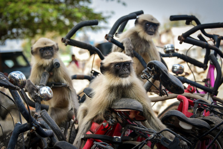 Comedy Wildlife Photography Awards 2020 Finalists Announced Comedy Wildlife Photography Awards 2020 Finalists Announced