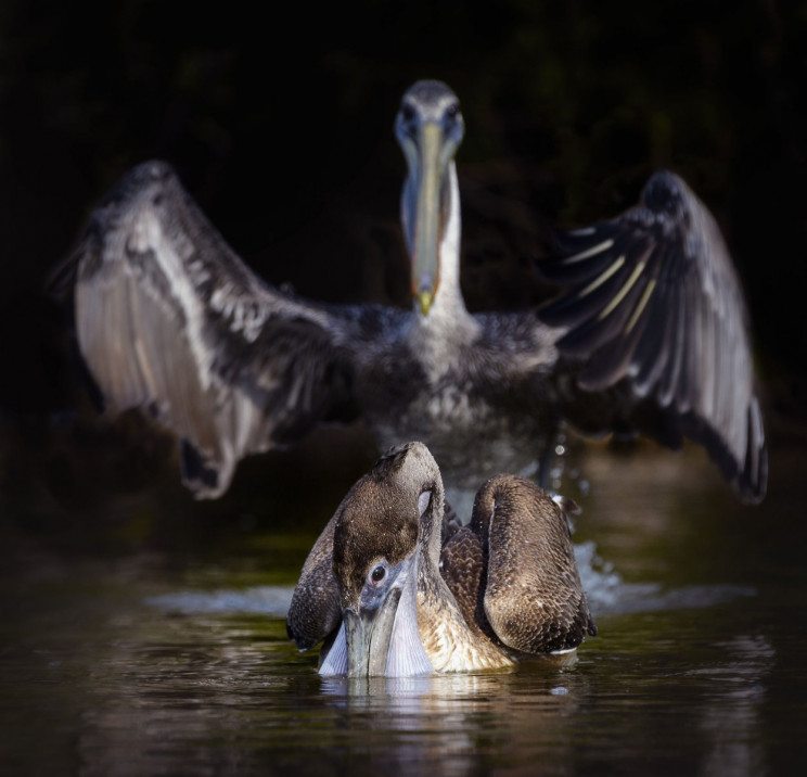 Comedy Wildlife Photography Awards 2020 Finalists Announced Comedy Wildlife Photography Awards 2020 Finalists Announced