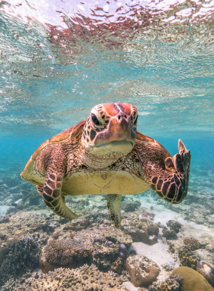 Comedy Wildlife Photography Awards 2020 Finalists Announced Comedy Wildlife Photography Awards 2020 Finalists Announced