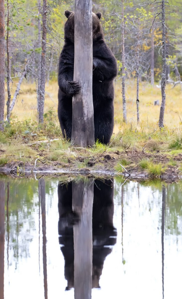 Comedy Wildlife Photography Awards 2020 Finalists Announced Comedy Wildlife Photography Awards 2020 Finalists Announced