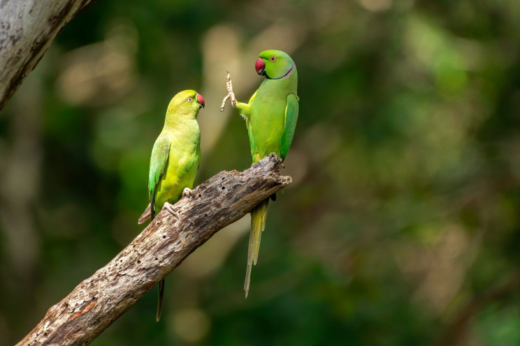 Comedy Wildlife Photography Awards 2020 Finalists Announced Comedy Wildlife Photography Awards 2020 Finalists Announced