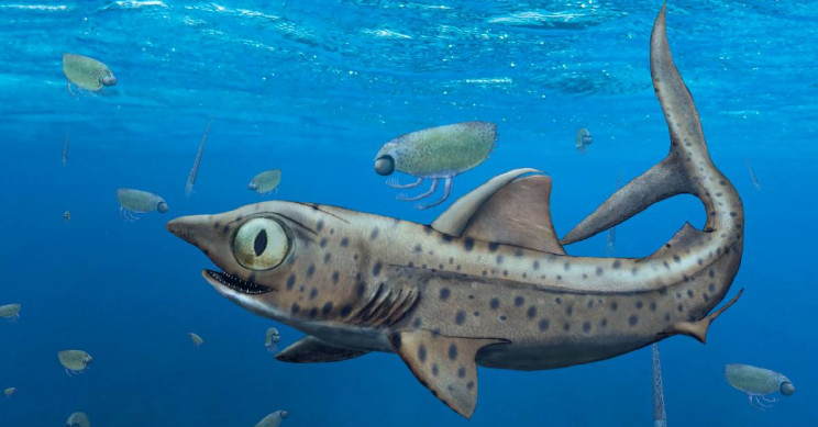 This Creepy 370-Million-Year-Old Shark Could Rotate Its Jaws | IE