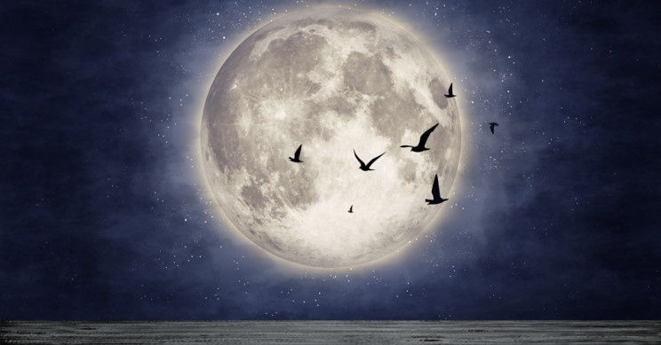 Moonlight Dictates When Some Birds Fly South