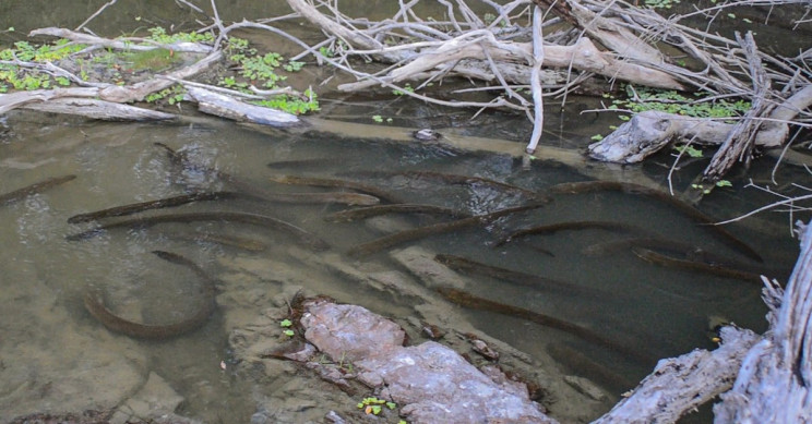 Electric Eels Hunting Together to Zap Prey Surprise Scientists