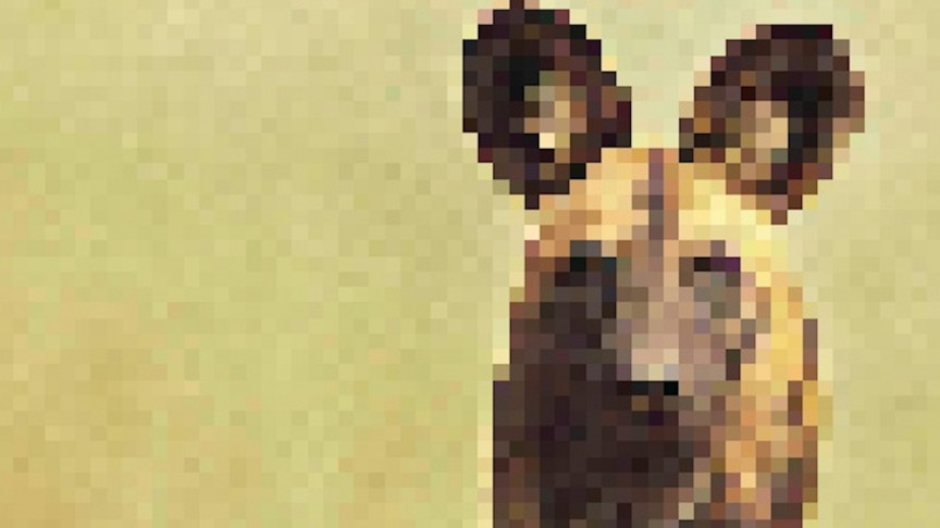 Incredible Images of Endangered Species in Pixels to Show How Many Are Left