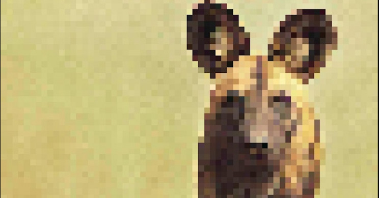 Incredible Images of Endangered Species in Pixels to Show How Many Are Left