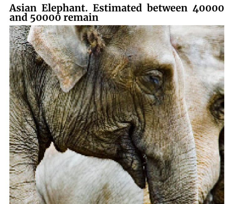 Incredible Images of Endangered Species in Pixels to Show How Many Are Left