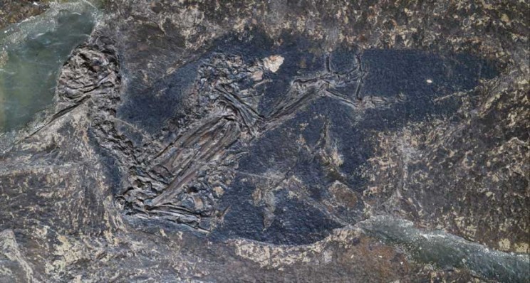 Color Blue Distinguished for the First Time Ever in Bird Fossils