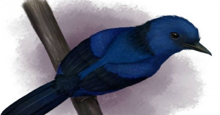 Color Blue Distinguished for the First Time Ever in Bird Fossils