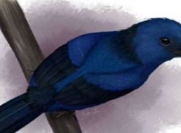 Color Blue Distinguished for the First Time Ever in Bird Fossils