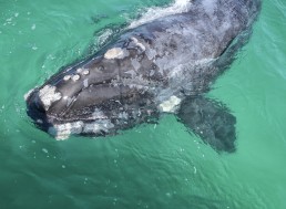 Rare Right Whale Has Been Recorded Singing for the Very First Time