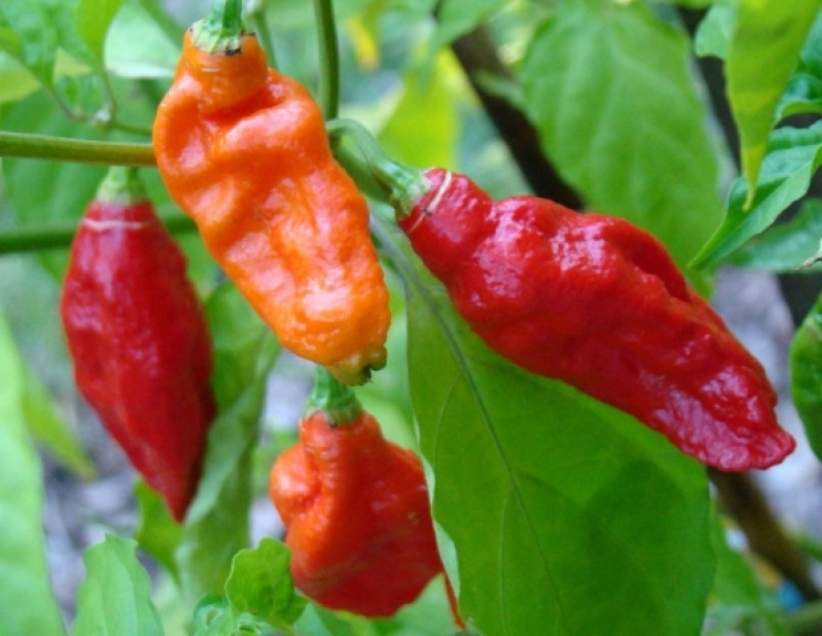 The Ghost Pepper The Ghost Pepper