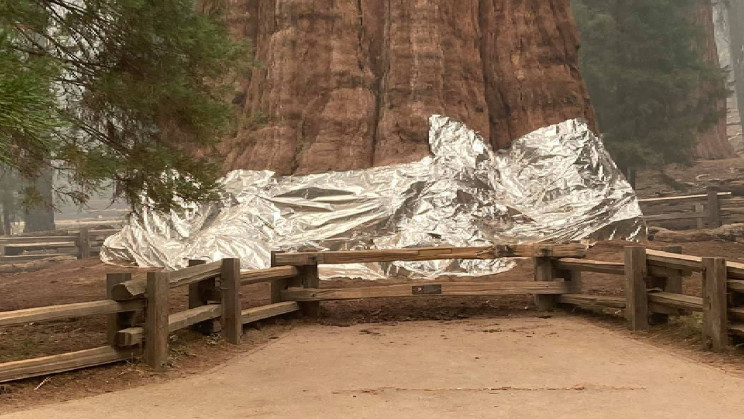 Park Crew Wraps the World’s Biggest Tree in Foil as Wildfires Scorch the Earth