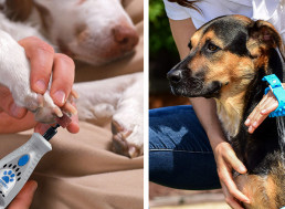 5 Cool Pet Tools We Have to Thank Engineers For