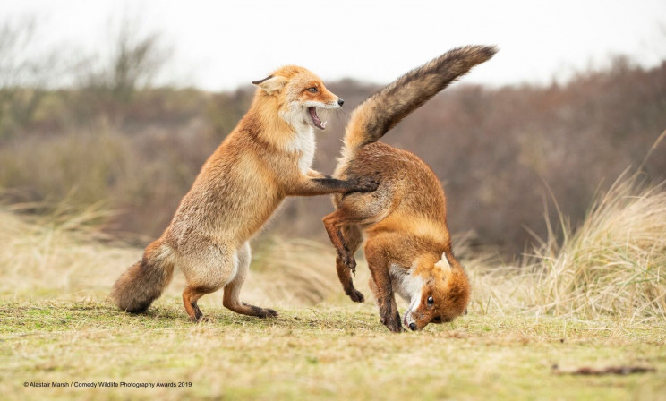This Year's Comedy Wildlife Photography Awards Winners Announced