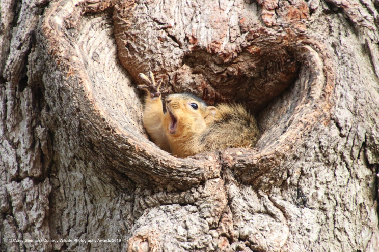 This Year's Comedy Wildlife Photography Awards Winners Announced
