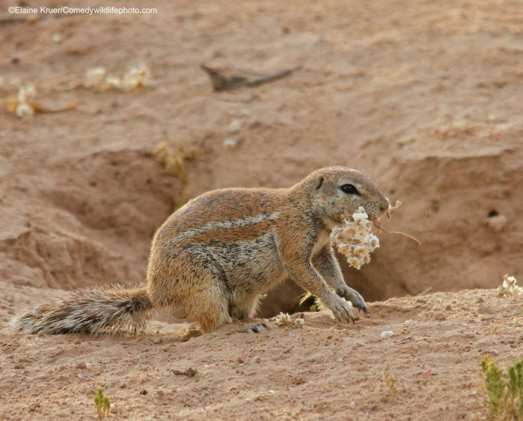 This Year's Comedy Wildlife Photography Awards Winners Announced