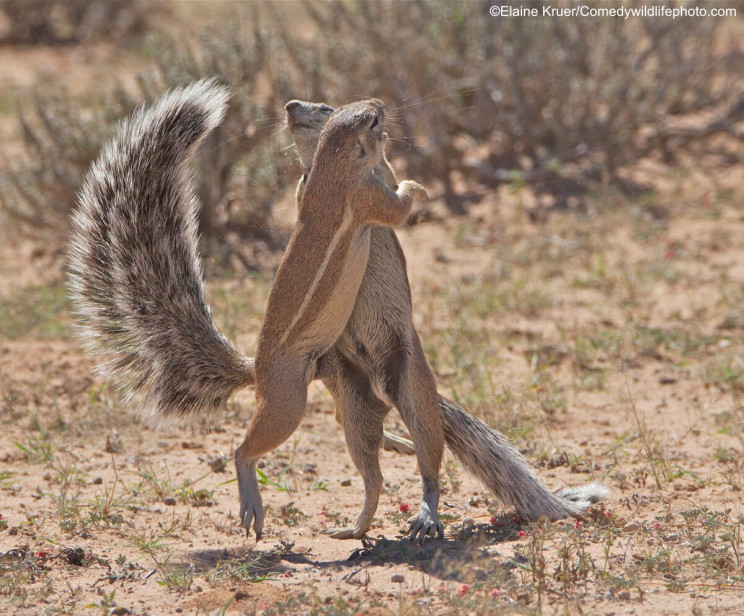 This Year's Comedy Wildlife Photography Awards Winners Announced