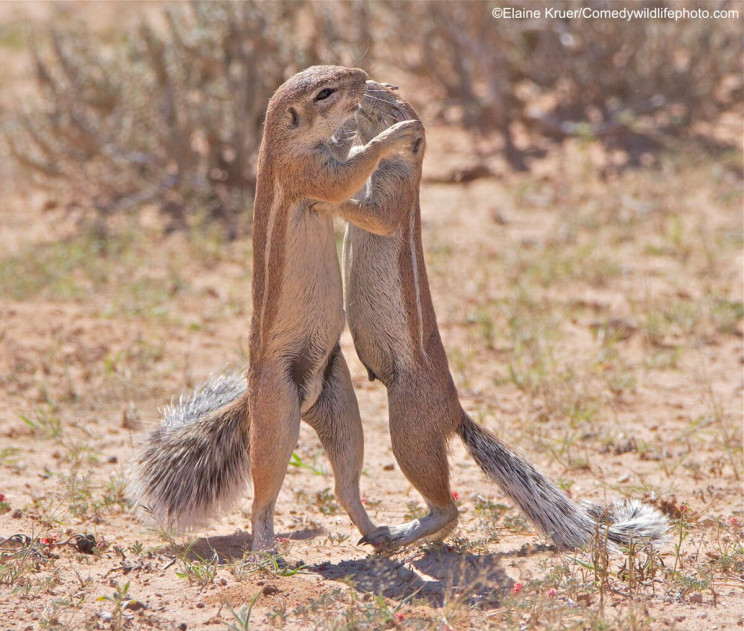 This Year's Comedy Wildlife Photography Awards Winners Announced