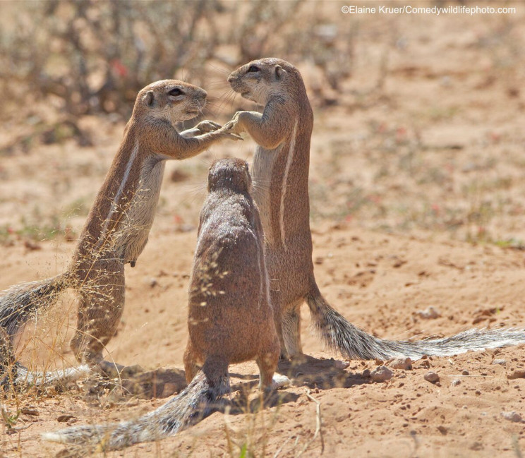 This Year's Comedy Wildlife Photography Awards Winners Announced