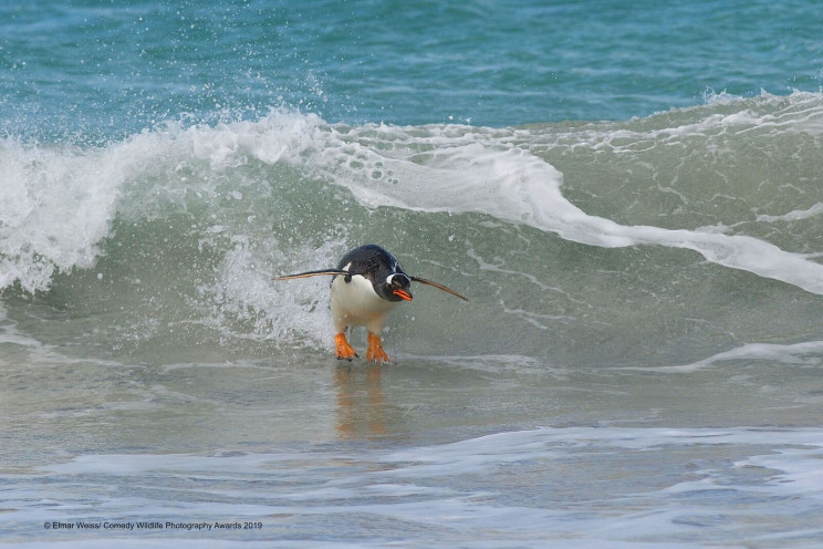 This Year's Comedy Wildlife Photography Awards Winners Announced