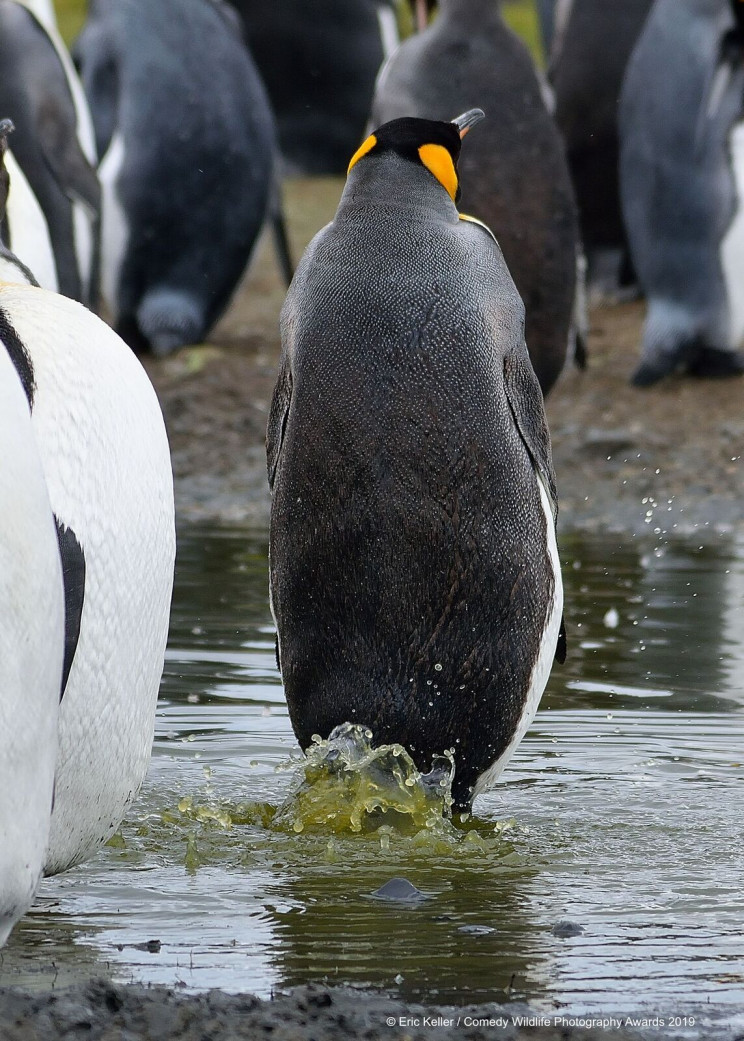 This Year's Comedy Wildlife Photography Awards Winners Announced