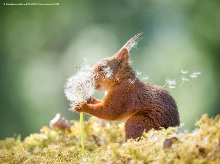 This Year's Comedy Wildlife Photography Awards Winners Announced