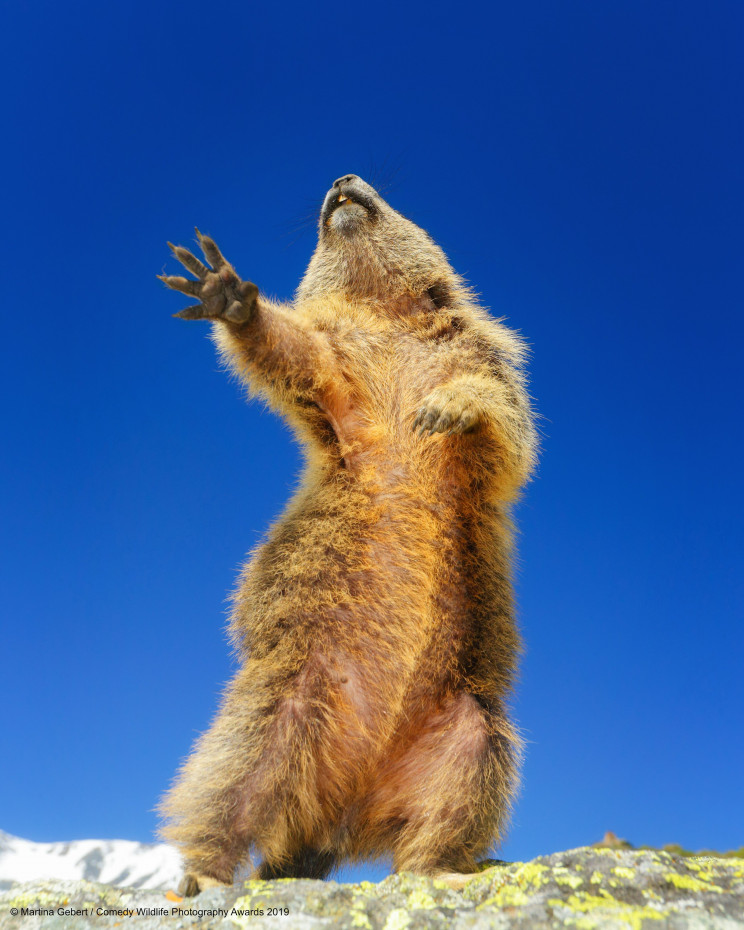 This Year's Comedy Wildlife Photography Awards Winners Announced