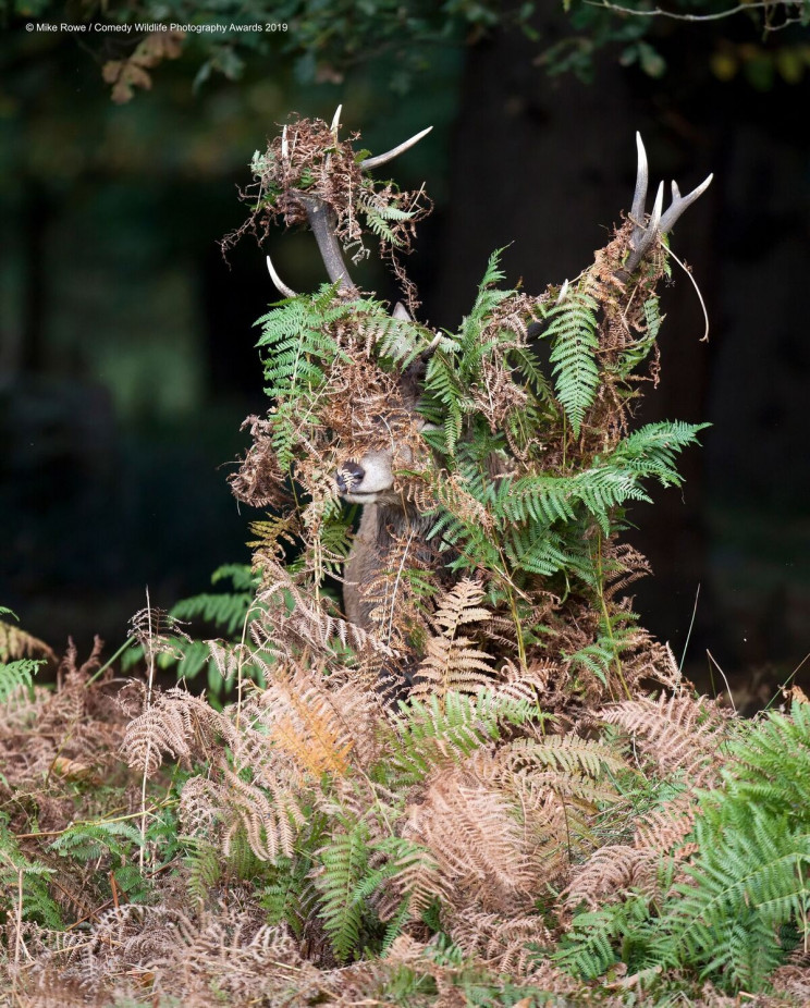 This Year's Comedy Wildlife Photography Awards Winners Announced