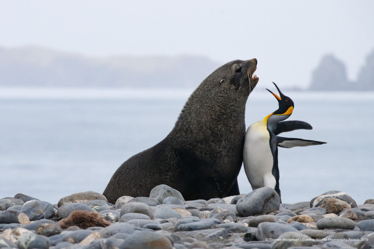 This Year's Comedy Wildlife Photography Awards Winners Announced