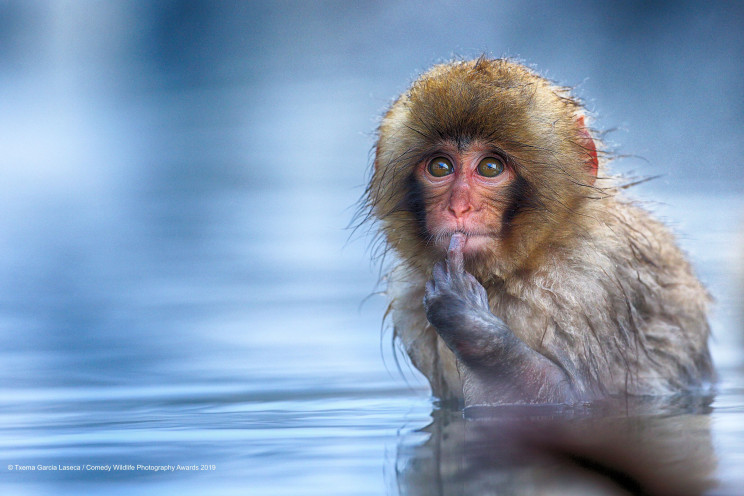 This Year's Comedy Wildlife Photography Awards Winners Announced