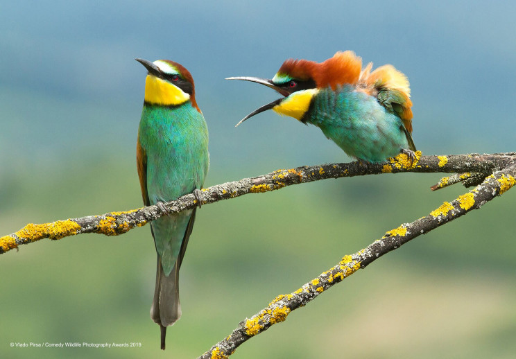 This Year's Comedy Wildlife Photography Awards Winners Announced