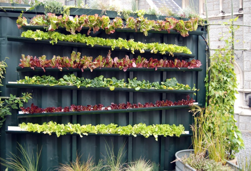 domestic vertical farming