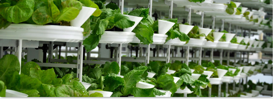 vertical farms verticrop