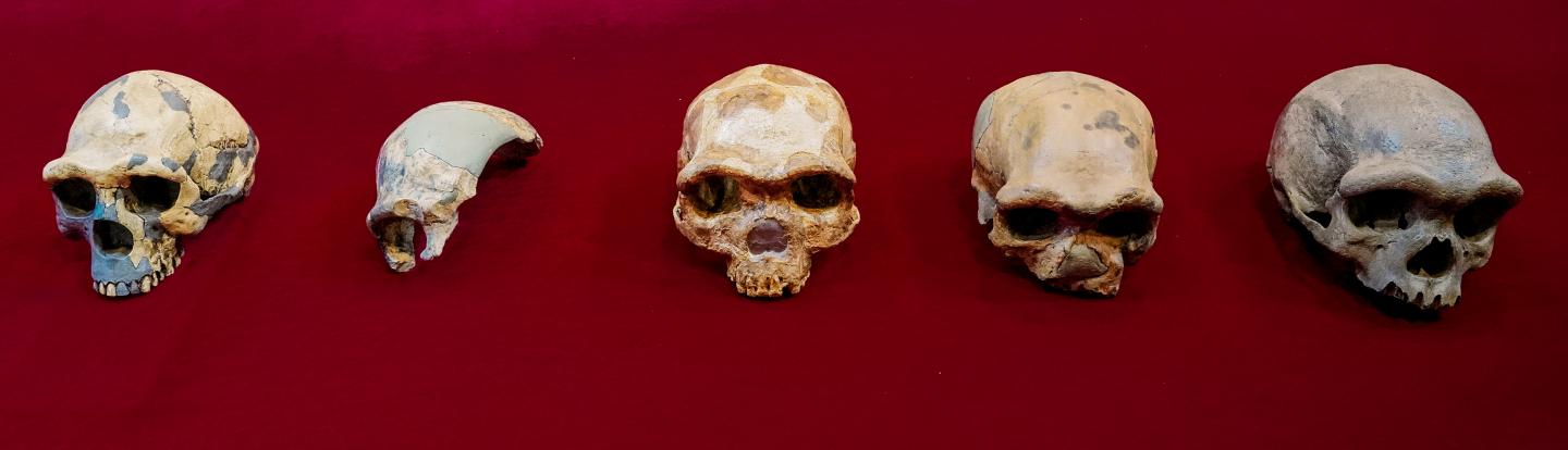 Scientists Identify New Human Species That Is the Closest Ever to Us Scientists Identify New Human Species That Is the Closest Ever to Us