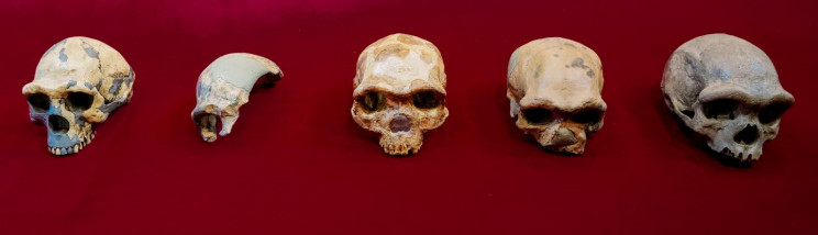 Scientists Identify New Human Species That Is the Closest Ever to Us Scientists Identify New Human Species That Is the Closest Ever to Us