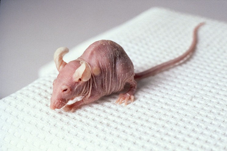New Study Creates Embryo Stem Cells from Skin Cells in Mice New Study Creates Embryo Stem Cells from Skin Cells in Mice