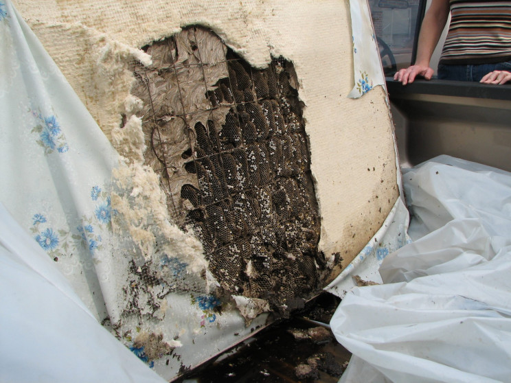 Alabama Sees Massive Yellowjacket Nests Starting to Grow yet Again Alabama Sees Massive Yellowjacket Nests Starting to Grow yet Again