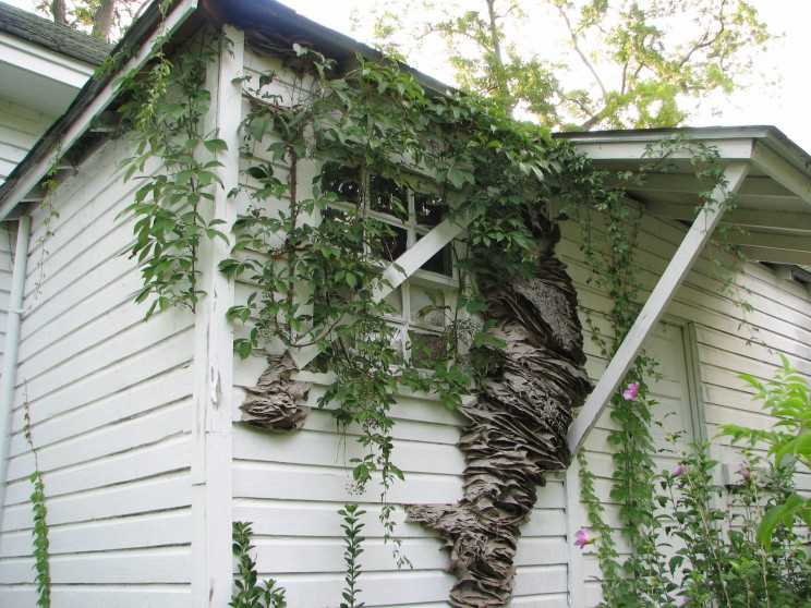 Alabama Sees Massive Yellowjacket Nests Starting to Grow yet Again Alabama Sees Massive Yellowjacket Nests Starting to Grow yet Again
