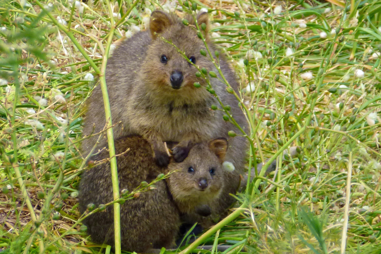 Australia Island Full of Quokkas Set to Become a Quarantine Zone for Cruise Ship Australia Island Full of Quokkas Set to Become a Quarantine Zone for Cruise Ship