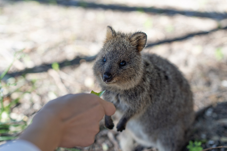 Australia Island Full of Quokkas Set to Become a Quarantine Zone for Cruise Ship Australia Island Full of Quokkas Set to Become a Quarantine Zone for Cruise Ship