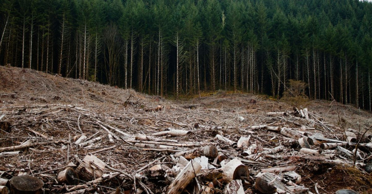 German Court Rules Tesla Can Clear Trees to Build Electric Cars