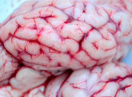 49 Interesting Facts and Stories About the Human Brain