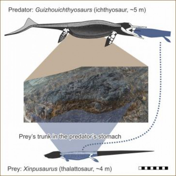 prey-in-reptiles-stomach Prey in Reptile's Stomach