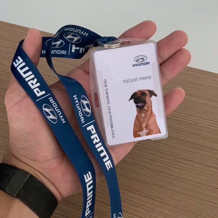 Hyundai Showroom in Brazil Hires Stray Dog as Sales Consultant Hyundai Showroom in Brazil Hires Stray Dog as Sales Consultant