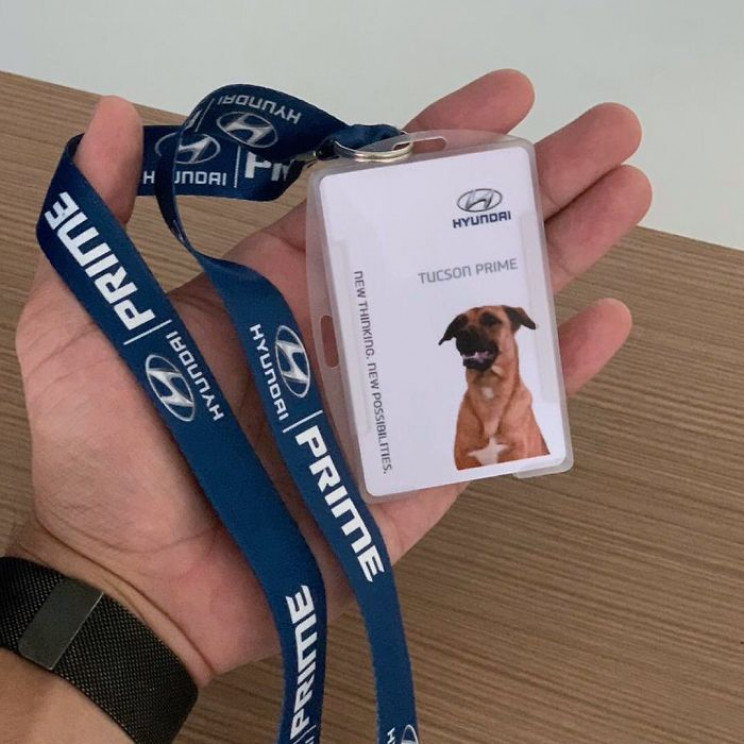 Hyundai Showroom in Brazil Hires Stray Dog as Sales Consultant Hyundai Showroom in Brazil Hires Stray Dog as Sales Consultant