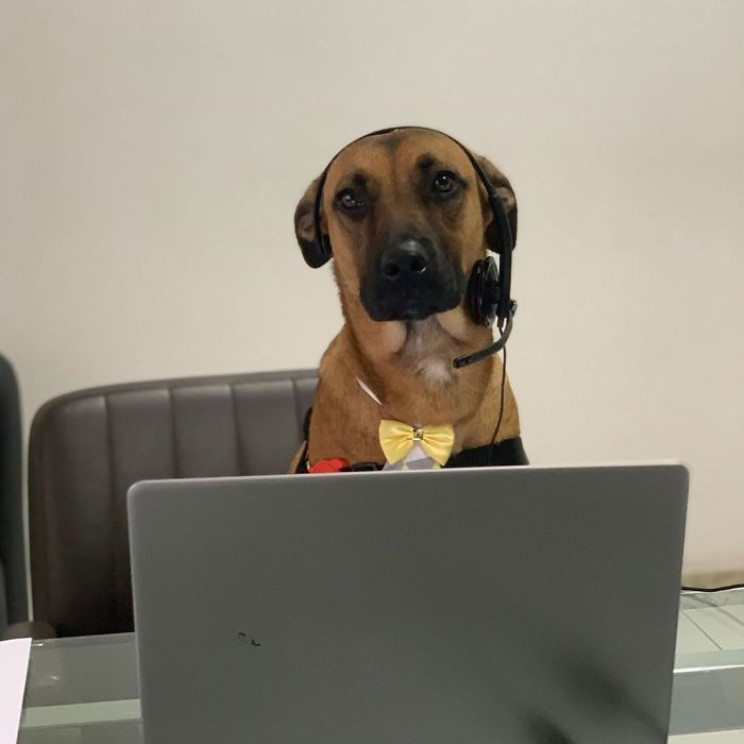 Hyundai Showroom in Brazil Hires Stray Dog as Sales Consultant Hyundai Showroom in Brazil Hires Stray Dog as Sales Consultant